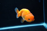 Juvenile Lionchu  Red White 3.5 Inch (ID#1217R11b-8) Free2Day SHIPPING