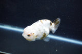 Milk Cow Ranchu  Calico 3.5 Inch (ID#1011R9a-65) Free2Day SHIPPING