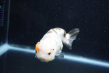 Milk Cow Ranchu  Calico 3.5 Inch (ID#1011R9a-65) Free2Day SHIPPING