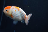 Ranchu  Sakura 3 Inch (ID#1001R5c-71) Free2Day SHIPPING