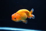 Juvenile Lionchu  Red White 3.5 Inch (ID#1217R11b-8) Free2Day SHIPPING