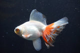 Butterfly  Red White 3.5 Inch (ID#408B8b-38) Free2Day SHIPPING
