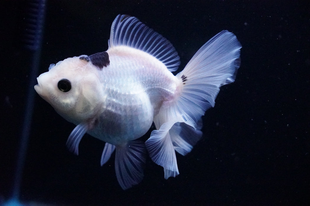 Thai Oranda  Panda 4.5 Inch (ID#1114T8a-47) Free2Day SHIPPING Please See Notes