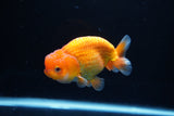 Juvenile Lionchu  Red White 3.5 Inch (ID#1217R11b-8) Free2Day SHIPPING