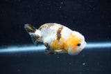 Milk Cow Ranchu  Calico 3.5 Inch (ID#1011R9a-65) Free2Day SHIPPING