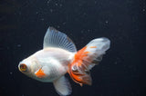 Butterfly  Red White 3.5 Inch (ID#408B8b-38) Free2Day SHIPPING