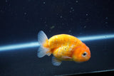 Ranchu  Sakura 3 Inch (ID#1001R5c-72) Free2Day SHIPPING