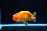 Juvenile Lionchu  Red White 3.5 Inch (ID#1217R11b-8) Free2Day SHIPPING