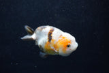 Milk Cow Ranchu  Calico 3.5 Inch (ID#1011R9a-65) Free2Day SHIPPING