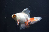 Butterfly  Red White 3.5 Inch (ID#408B8b-38) Free2Day SHIPPING