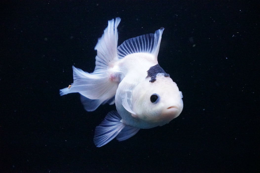 Thai Oranda  Panda 4.5 Inch (ID#1114T8a-47) Free2Day SHIPPING Please See Notes