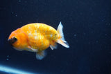 Ranchu  Sakura 3 Inch (ID#1001R5c-72) Free2Day SHIPPING