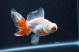 Butterfly  Red White 3.5 Inch (ID#408B8b-38) Free2Day SHIPPING