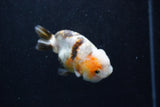 Milk Cow Ranchu  Calico 3.5 Inch (ID#1011R9a-65) Free2Day SHIPPING