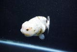 Milk Cow Ranchu  Calico 3.5 Inch (ID#1011R9a-65) Free2Day SHIPPING