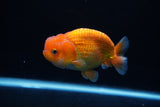 Juvenile Lionchu  Red White 3.5 Inch (ID#1217R11b-8) Free2Day SHIPPING