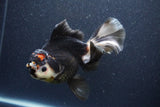 Thai Oranda  Tricolor 6 Inch (ID#1101To6b-110)