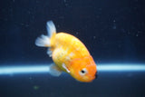 Ranchu  Sakura 3 Inch (ID#1001R5c-72) Free2Day SHIPPING