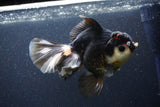 Thai Oranda  Tricolor 6 Inch (ID#1101To6b-110)