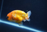 Ranchu  Sakura 3 Inch (ID#1001R5c-72) Free2Day SHIPPING