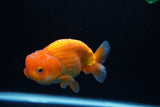 Juvenile Lionchu  Red White 3.5 Inch (ID#1217R11b-8) Free2Day SHIPPING