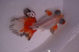 Butterfly  Red White 3.5 Inch (ID#408B8b-38) Free2Day SHIPPING