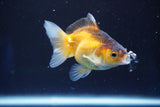 Thai Oranda  Tricolor 3 Inch (ID#823To5a-39) Free2Day SHIPPING