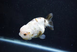 Milk Cow Ranchu  Calico 3.5 Inch (ID#1011R9a-65) Free2Day SHIPPING