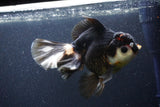 Thai Oranda  Tricolor 6 Inch (ID#1101To6b-110)