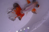 Butterfly  Red White 3.5 Inch (ID#408B8b-38) Free2Day SHIPPING