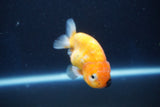 Ranchu  Sakura 3 Inch (ID#1001R5c-72) Free2Day SHIPPING