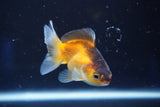 Thai Oranda  Tricolor 3 Inch (ID#823To5a-39) Free2Day SHIPPING