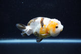 Milk Cow Ranchu  Calico 3.5 Inch (ID#1011R9a-65) Free2Day SHIPPING