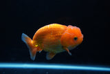 Juvenile Lionchu  Red White 3.5 Inch (ID#1217R11b-8) Free2Day SHIPPING