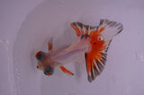 Butterfly  Red White 3.5 Inch (ID#408B8b-38) Free2Day SHIPPING