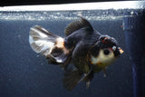 Thai Oranda  Tricolor 6 Inch (ID#1101To6b-110)