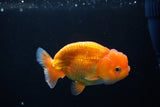 Juvenile Lionchu  Red White 3.5 Inch (ID#1217R11b-8) Free2Day SHIPPING