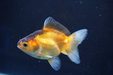 Thai Oranda  Tricolor 3 Inch (ID#823To5a-39) Free2Day SHIPPING