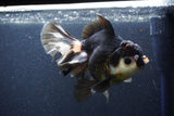 Thai Oranda  Tricolor 6 Inch (ID#1101To6b-110)