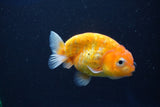 Ranchu  Sakura 3 Inch (ID#1001R5c-72) Free2Day SHIPPING