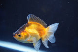 Thai Oranda  Tricolor 3 Inch (ID#823To5a-39) Free2Day SHIPPING