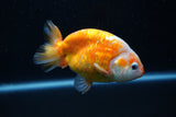 Milk Cow Ranchu  Calico 4 Inch (ID#1011R9a-66) Free2Day SHIPPING