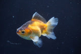 Thai Oranda  Tricolor 3 Inch (ID#823To5a-39) Free2Day SHIPPING