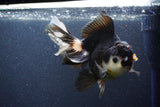 Thai Oranda  Tricolor 6 Inch (ID#1101To6b-110)