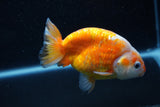 Milk Cow Ranchu  Calico 4 Inch (ID#1011R9a-66) Free2Day SHIPPING