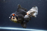 Thai Oranda  Tricolor 6 Inch (ID#1101To6b-110)