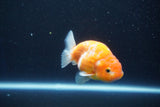 Ranchu  Sakura 3.5 Inch (ID#1001R5c-73) Free2Day SHIPPING