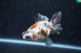 Butterfly  Calico 3.5 Inch (ID#408B8b-39) Free2Day SHIPPING
