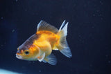 Thai Oranda  Tricolor 3 Inch (ID#823To5a-39) Free2Day SHIPPING