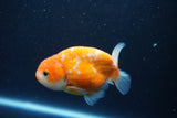 Ranchu  Sakura 3.5 Inch (ID#1001R5c-73) Free2Day SHIPPING